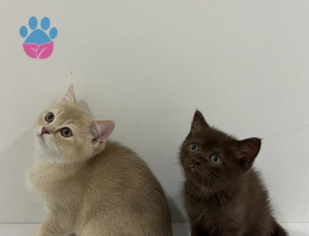 British Shorthair Yavrular 2 Aylık