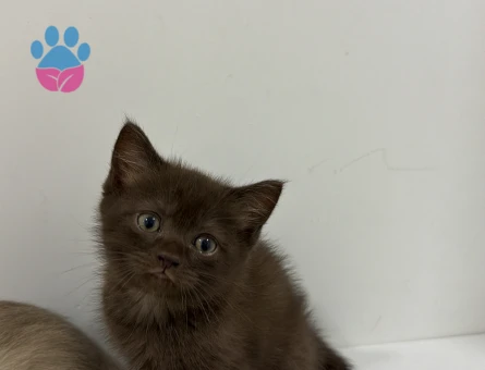 British Shorthair Yavrular 2 Aylık
