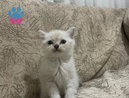 Masmavi Gözlü Yavru British