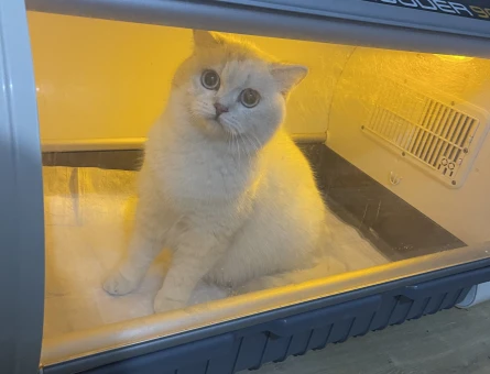 OYUNCU MAVİ GÖZLÜM GÜZEL KIZIM SÜTLAÇ