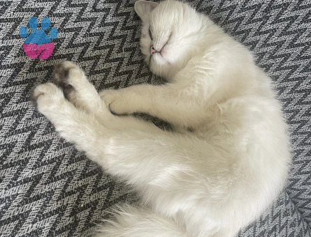 OYUNCU MAVİ GÖZLÜM GÜZEL KIZIM SÜTLAÇ