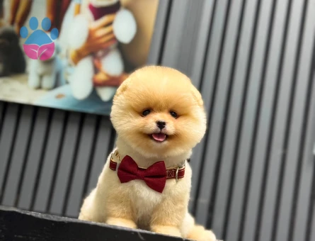 3 aylık dişi yavru Pomeranian