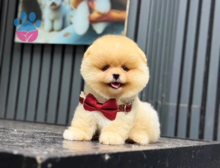 3 aylık dişi yavru Pomeranian