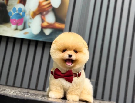 3 aylık dişi yavru Pomeranian
