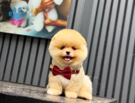 3 aylık dişi yavru Pomeranian - 6969