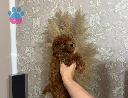 TOY POODLE 3 AYLIK ERKEK BEBEKLER- uygun fiyat