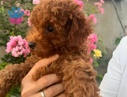 TOY POODLE 3 AYLIK ERKEK BEBEKLER- uygun fiyat