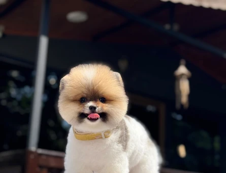 Muhteşem Pomeranian Boo Yavrumuz - 6973