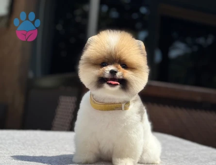 Muhteşem Pomeranian Boo Yavrumuz
