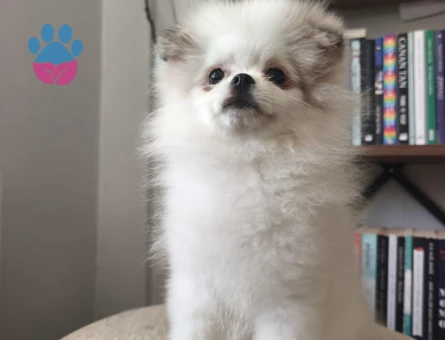 Pomeranian boo yavruları