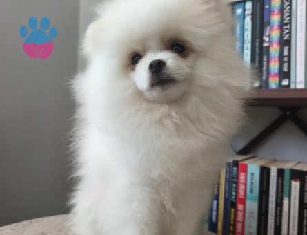 Pomeranian boo yavruları - 6974