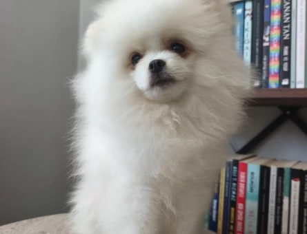 Pomeranian boo yavruları - 6974
