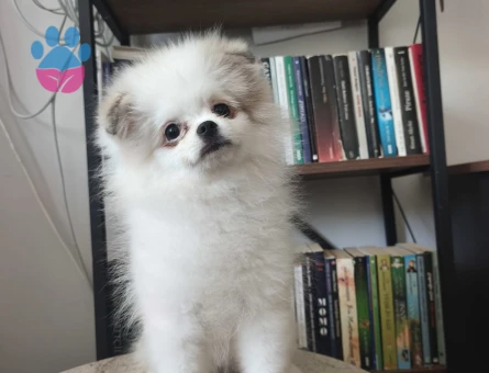 Pomeranian boo yavruları