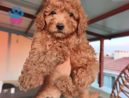 Toy poodle yavrularımız Yuva Arıyor