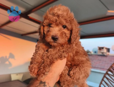 Toy poodle yavrularımız Yuva Arıyor