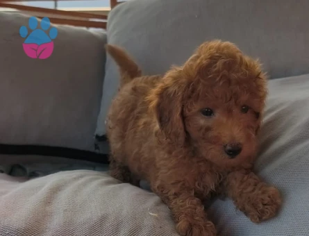 Toy poodle yavrularımız Yuva Arıyor - 6975