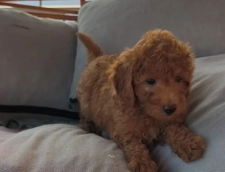 Toy poodle yavrularımız Yuva Arıyor - 6975