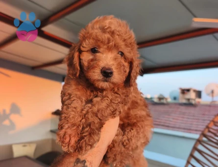 Toy poodle yavrularımız Yuva Arıyor