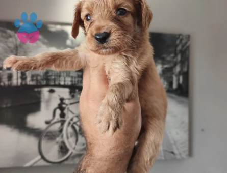 Maltipoo yavrularımız Teslime Hazır - 6976