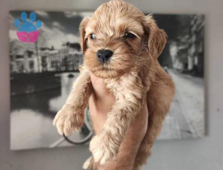 Maltipoo yavrularımız Teslime Hazır