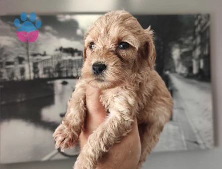 Maltipoo yavrularımız Teslime Hazır