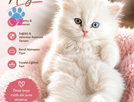 Özel Irk, Çift Renk Gözlü British Longhair Bebek - 6978