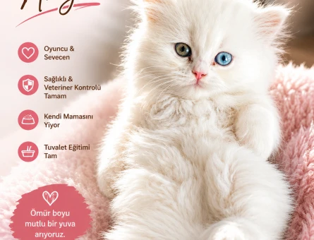Özel Irk, Çift Renk Gözlü British Longhair Bebek - 6978