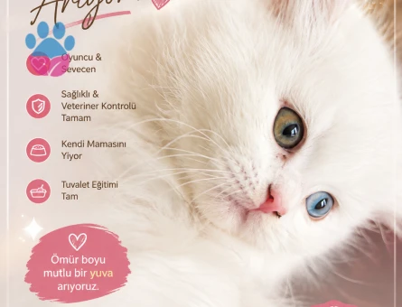 Özel Irk, Çift Renk Gözlü British Longhair Bebek - 6978 - Görsel 3