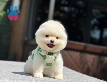 Kar Beyazı Pomeranian Boo Yavrumuz