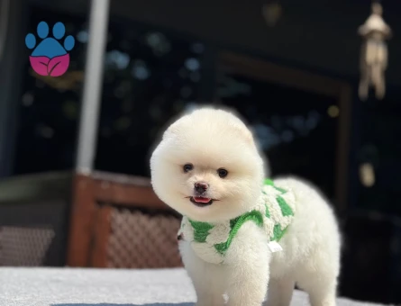 Kar Beyazı Pomeranian Boo Yavrumuz - 6979