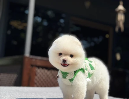 Kar Beyazı Pomeranian Boo Yavrumuz - 6979