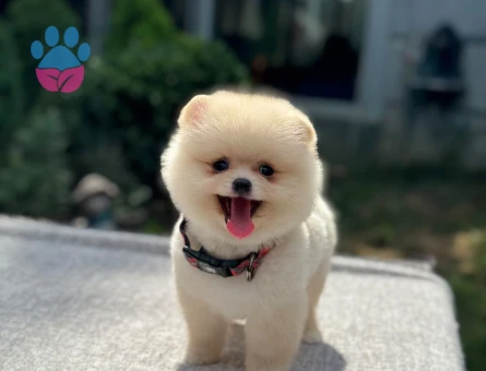 🐾 Safkan Pomeranian Boo – Ruhsatlı Çiftlikten - 6985