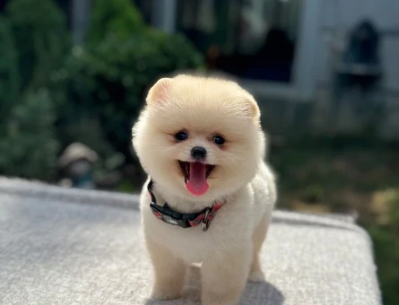 🐾 Safkan Pomeranian Boo – Ruhsatlı Çiftlikten - 6985