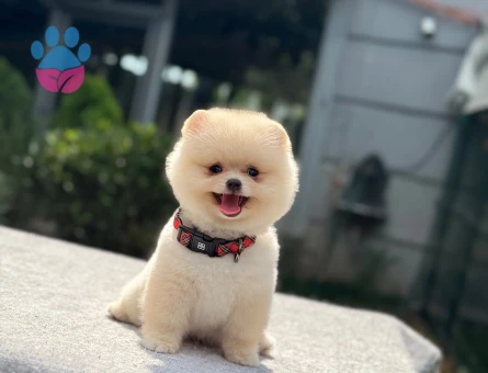 🐾 Safkan Pomeranian Boo – Ruhsatlı Çiftlikten
