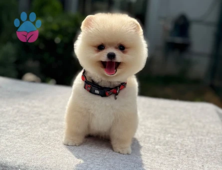 🐾 Safkan Pomeranian Boo – Ruhsatlı Çiftlikten
