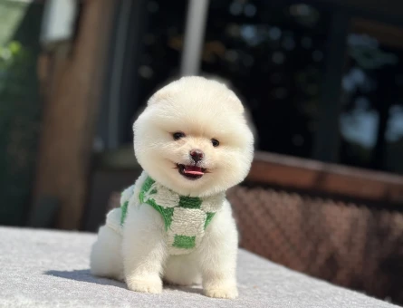 ✨ Özel Pomeranian Boo Yavruları – Safkan & Ruhsatlı - 6986