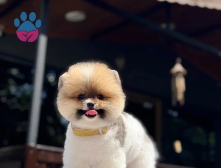 🐕 Pomeranian Boo Yavrusu – Belgeli, Sağlıklı ve Bakımlı