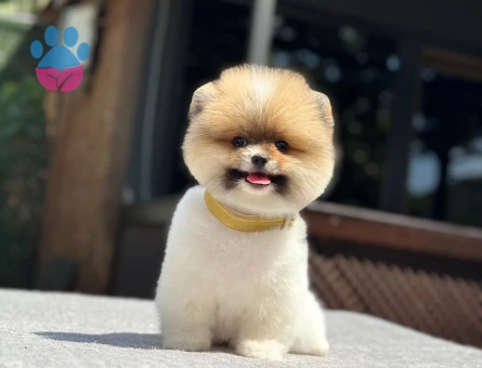 🐕 Pomeranian Boo Yavrusu – Belgeli, Sağlıklı ve Bakımlı - 6987