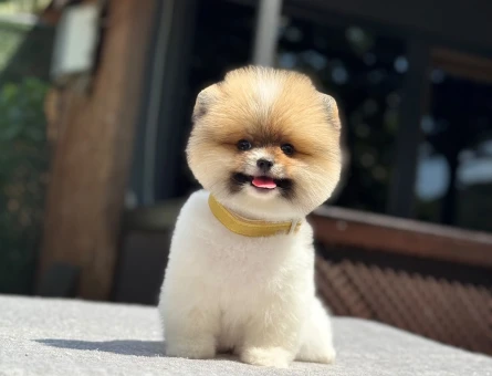 🐕 Pomeranian Boo Yavrusu – Belgeli, Sağlıklı ve Bakımlı - 6987