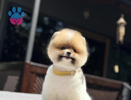 🐕 Pomeranian Boo Yavrusu – Belgeli, Sağlıklı ve Bakımlı