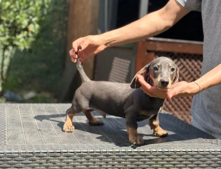 🐾 Safkan Dachshund Yavruları – Ruhsatlı Çiftlikten - 6988