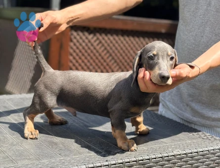 🐾 Safkan Dachshund Yavruları – Ruhsatlı Çiftlikten
