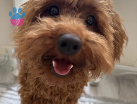 Tatlı mı tatlı toy poodle erkek yavru - 6989