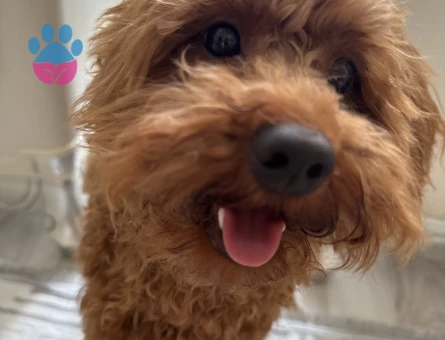 Tatlı mı tatlı toy poodle erkek yavru