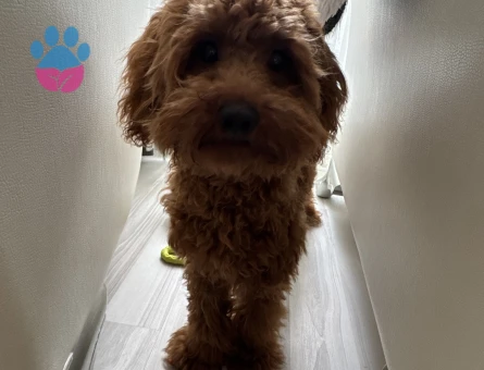 Tatlı mı tatlı toy poodle erkek yavru