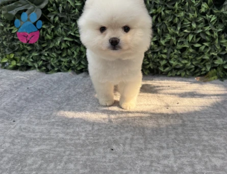 Ayı Suratlı Pomeranian Boo – Ruhsatlı Çiftlikten Sağlıklı ve Sevimli Yavrular - 6990