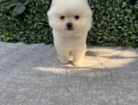Ayı Suratlı Pomeranian Boo – Ruhsatlı Çiftlikten Sağlıklı ve Sevimli Yavrular - 6990