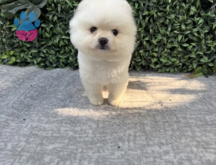 Ayı Suratlı Pomeranian Boo – Ruhsatlı Çiftlikten Sağlıklı ve Sevimli Yavrular