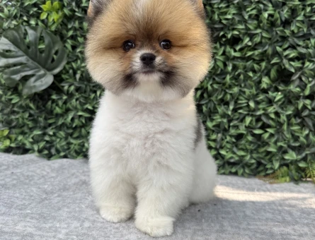 Pomeranian Boo Yavrusu – Ruhsatlı Çiftlikten Sevimli ve Sağlıklı - 6991
