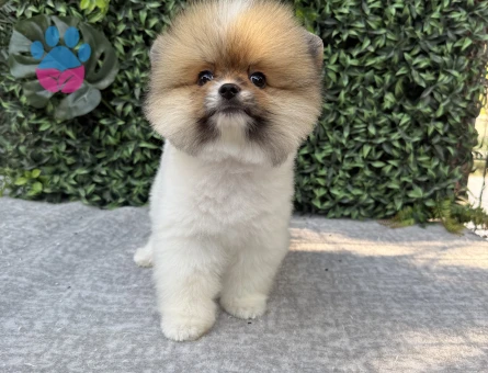 Pomeranian Boo Yavrusu – Ruhsatlı Çiftlikten Sevimli ve Sağlıklı